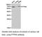 Protein Tyrosine Phosphatase Non-Receptor Type 6 antibody, LS-C192996, Lifespan Biosciences, Western Blot image 