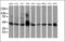 Adipocyte Plasma Membrane Associated Protein antibody, orb375925, Biorbyt, Western Blot image 