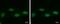 DNA Methyltransferase 3 Like antibody, PA5-30570, Invitrogen Antibodies, Immunofluorescence image 
