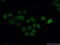 Regulator of chromosome condensation antibody, 14444-1-AP, Proteintech Group, Immunofluorescence image 