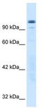 General Transcription Factor IIi antibody, TA329688, Origene, Western Blot image 