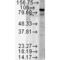 Heat Shock Protein 90 Alpha Family Class B Member 1 antibody, 11106, QED Bioscience, Western Blot image 