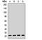 Canopy FGF Signaling Regulator 2 antibody, LS-C668308, Lifespan Biosciences, Western Blot image 