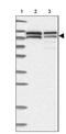 Nuclear VCP Like antibody, PA5-55796, Invitrogen Antibodies, Western Blot image 