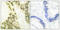 Thyroid Hormone Receptor Alpha antibody, A01775-2, Boster Biological Technology, Immunohistochemistry paraffin image 