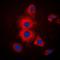 Keratin 19 antibody, orb376104, Biorbyt, Immunofluorescence image 