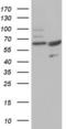 CASP8 And FADD Like Apoptosis Regulator antibody, LS-C339227, Lifespan Biosciences, Western Blot image 