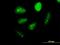 Glial Cells Missing Transcription Factor 1 antibody, H00008521-M06, Novus Biologicals, Immunofluorescence image 