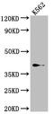 SUMO1 Activating Enzyme Subunit 1 antibody, CSB-RA987582A0HU, Cusabio, Western Blot image 