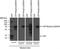 Spectrin Repeat Containing Nuclear Envelope Protein 2 antibody, NBP2-59945, Novus Biologicals, Western Blot image 