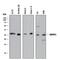 Nedd4 Family Interacting Protein 1 antibody, AF8246, R&D Systems, Western Blot image 