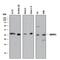 Nedd4 Family Interacting Protein 1 antibody, AF8246, R&D Systems, Western Blot image 