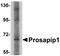 Leucine Zipper Tumor Suppressor Family Member 3 antibody, LS-C108590, Lifespan Biosciences, Western Blot image 