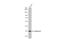 Galectin 9 antibody, GTX127353, GeneTex, Western Blot image 