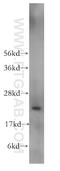 TATA-Box Binding Protein Associated Factor 12 antibody, 12353-1-AP, Proteintech Group, Western Blot image 