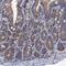 Transmembrane Channel Like 3 antibody, PA5-59130, Invitrogen Antibodies, Immunohistochemistry frozen image 