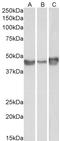 Serpin Family E Member 1 antibody, LS-B3936, Lifespan Biosciences, Western Blot image 