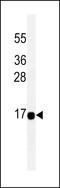 Acyl-CoA Thioesterase 13 antibody, LS-C161852, Lifespan Biosciences, Western Blot image 