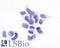 G Protein-Coupled Receptor 161 antibody, LS-A331, Lifespan Biosciences, Immunocytochemistry image 