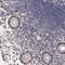 ETS Variant 6 antibody, NBP1-80695, Novus Biologicals, Immunohistochemistry frozen image 