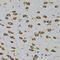 Cell Cycle Associated Protein 1 antibody, 23-274, ProSci, Immunohistochemistry frozen image 
