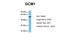 Glial Cells Missing Transcription Factor 1 antibody, P100836_P050, Aviva Systems Biology, Western Blot image 