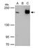 B-TFIID TATA-Box Binding Protein Associated Factor 1 antibody, NBP1-30911, Novus Biologicals, Immunoprecipitation image 