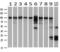 GDH antibody, GTX84395, GeneTex, Western Blot image 