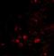 ELOVL Fatty Acid Elongase 6 antibody, GTX85403, GeneTex, Immunohistochemistry paraffin image 