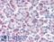 G Protein-Coupled Receptor Class C Group 5 Member C antibody, LS-A4082, Lifespan Biosciences, Immunohistochemistry frozen image 