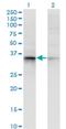 Aldo-Keto Reductase Family 7 Member A2 antibody, H00008574-M15, Novus Biologicals, Western Blot image 