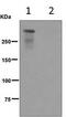 Protein Kinase, DNA-Activated, Catalytic Subunit antibody, ab124918, Abcam, Western Blot image 