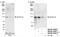 Zinc Finger CCCH-Type Containing 11A antibody, NB100-74650, Novus Biologicals, Western Blot image 