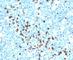 Immunoglobulin Lambda Variable 1-51 antibody, V2155SAF-100UG, NSJ Bioreagents, Western Blot image 