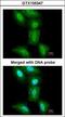 26S protease regulatory subunit 8 antibody, GTX105347, GeneTex, Immunofluorescence image 