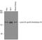 Lysine Demethylase 4A antibody, AF6434, R&D Systems, Western Blot image 