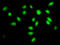 Splicing Factor 3a Subunit 2 antibody, LS-C198534, Lifespan Biosciences, Immunofluorescence image 
