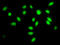 Splicing factor 3A subunit 2 antibody, LS-C198534, Lifespan Biosciences, Immunofluorescence image 