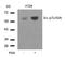 SRC Proto-Oncogene, Non-Receptor Tyrosine Kinase antibody, 79-176, ProSci, Western Blot image 