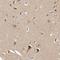 Methionyl-TRNA Synthetase antibody, NBP1-87730, Novus Biologicals, Immunohistochemistry frozen image 