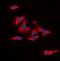 Interleukin 13 Receptor Subunit Alpha 1 antibody, orb393329, Biorbyt, Immunofluorescence image 