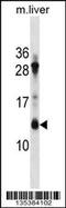 ATP Synthase Membrane Subunit C Locus 2 antibody, 58-646, ProSci, Western Blot image 