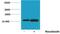 Histone Cluster 4 H4 antibody, PA5-40146, Invitrogen Antibodies, Western Blot image 