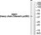 Fitzgerald factor antibody, TA314140, Origene, Western Blot image 