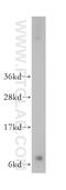 G Protein Subunit Gamma 2 antibody, 11693-1-AP, Proteintech Group, Western Blot image 