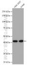 GPN-loop GTPase 1 antibody, 15752-1-AP, Proteintech Group, Western Blot image 