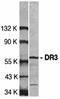 TNF Receptor Superfamily Member 25 antibody, orb74318, Biorbyt, Western Blot image 