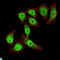 Kruppel Like Factor 4 antibody, LS-C812624, Lifespan Biosciences, Immunofluorescence image 