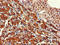 G Protein Subunit Gamma 11 antibody, LS-C396000, Lifespan Biosciences, Immunohistochemistry paraffin image 