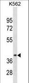 Cyclin D1 Binding Protein 1 antibody, LS-C157625, Lifespan Biosciences, Western Blot image 